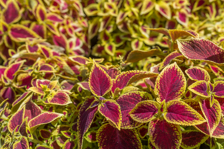 Red-yellow Leaves of the Coleus Plantの写真素材
