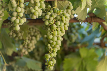 Green Grapes on a vine, multiple branchesの写真素材