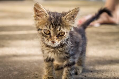 Portrait of a cute baby kittenの写真素材