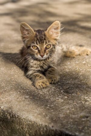 Portrait of a cute baby kittenの写真素材