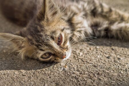 Portrait of a cute baby kittenの写真素材