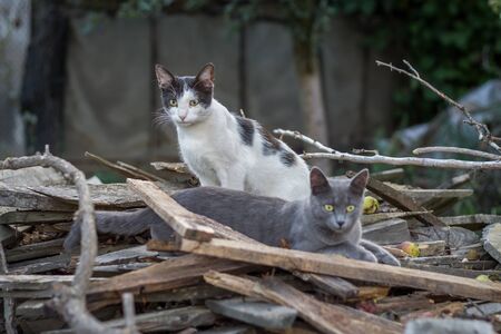 Portrait of a two adult catsの写真素材