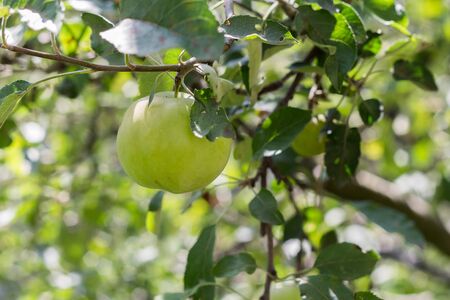 One green apple on a branch of a treeの写真素材