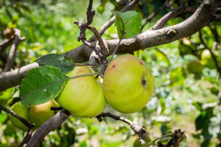 Two green apples on a tree branchの写真素材
