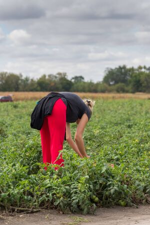 Woman picking a organic, red tomatoes on a farmの写真素材