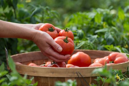 Woman holding a ripe, red tomatoesの写真素材