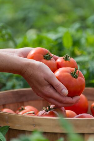Woman holding a ripe, red tomatoesの写真素材