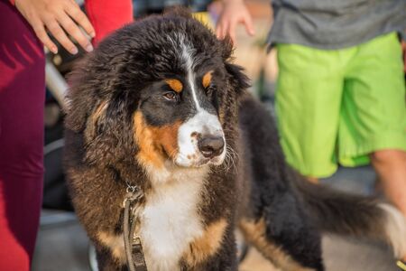 Portrait of a Bernese Mountain Dogの写真素材