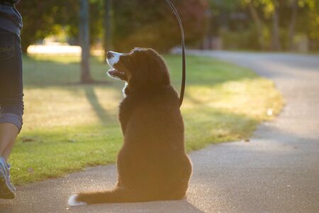 Portrait of a Bernese Mountain Dogの写真素材