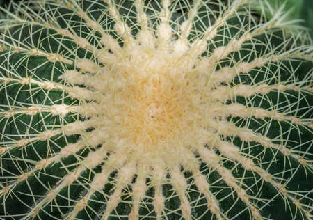 Close up of a golden barrel cactus or Echinocactus grusonii. Top viewの写真素材
