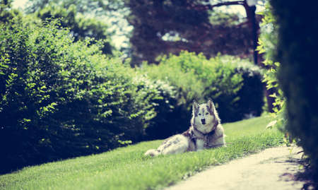 Portrait of a Husky dog laying on a grassの写真素材