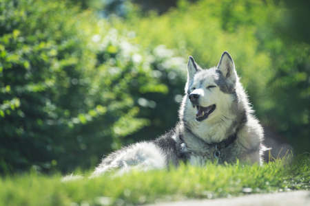 Portrait of a Husky dog laying on a grassの写真素材