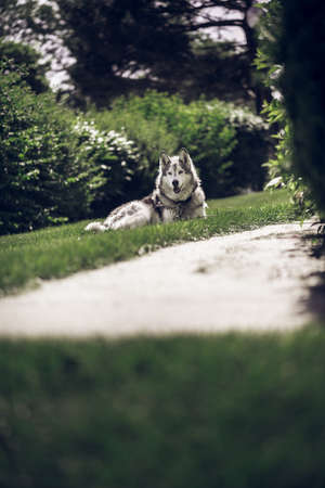 Portrait of a Husky dog laying on a grassの写真素材