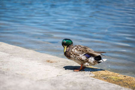 Portrait of a male Mallard Duck standing on a concrete platform on a shoreline of a pondの写真素材
