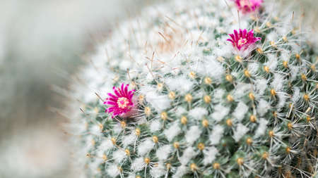 Close up, details of a âTwin - Spined Cactusâ Mammillaria gemininispinaの写真素材