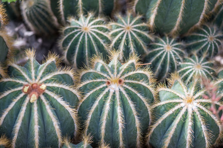Close up, details of a Balloon Cactusの写真素材