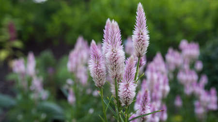 Details, close up of a Wheat Celosia Flamingo Featherの写真素材