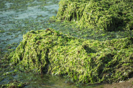 Green seaweed (Ulva compressa)の写真素材