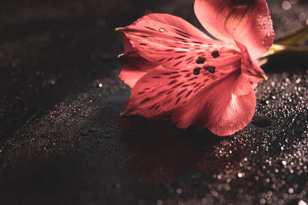 Beautiful red freesia flower on black background, closeup. High quality photoの写真素材