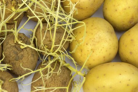 Potatoes and germinating potatoes with big long sprouts.の写真素材