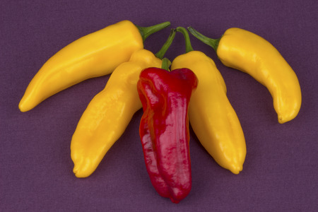 Fresh peppers on a purple background.の写真素材