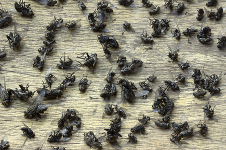 Close-up of a group of dead flies.の写真素材
