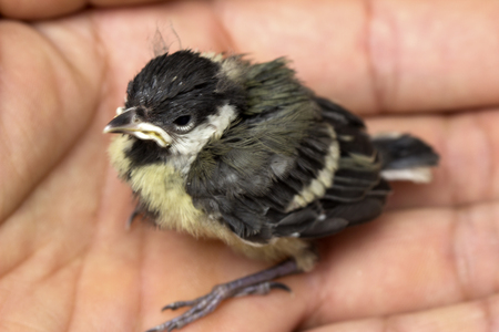 Close up sparrow chick baby yellow-beaked in man hand.の写真素材