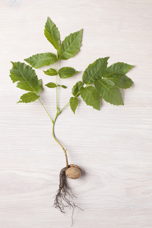 Sprout of a young walnutの写真素材
