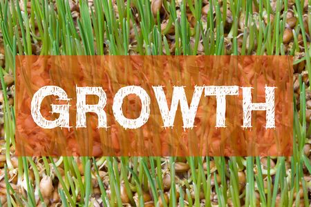 The word growth written on wheat germs background.の写真素材