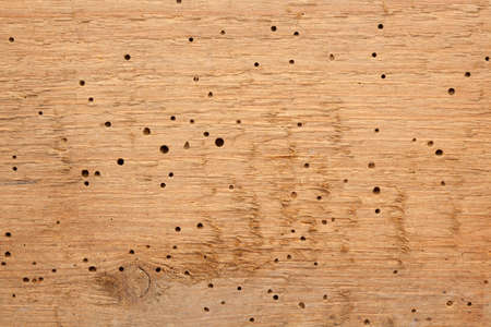 Old grunge wooden texture or background with termite holes.の写真素材
