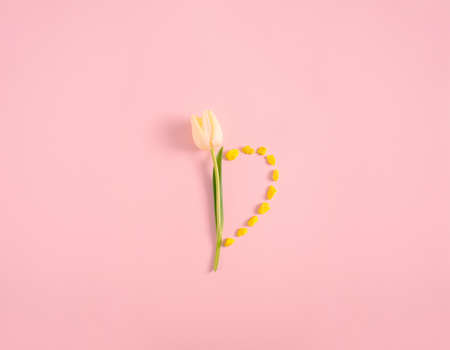 Single yellow tulip around half heart shape made with yellow stones on pastel pink background. Minimal spring idea. Flat lay view.の写真素材