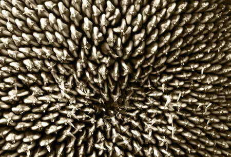 Closeup horizontal image of sunflower seeds (monochrome, sepia toned) の写真素材