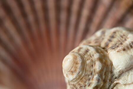 Seashell of Scallop and rapana.