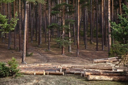 Pine forest logging の写真素材
