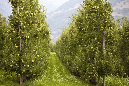 Many apple trees with fresh and ripe green apples, arranged in rows in an agricultural orchard.