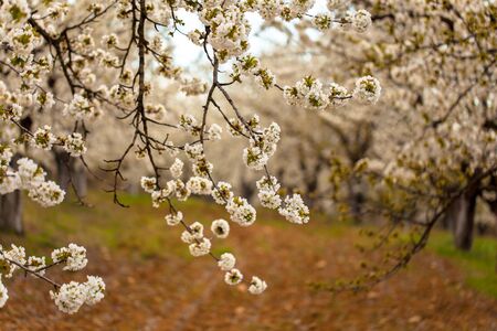 Garden with many young cherry trees. The spring has become and the fruit trees are blossoming in the...