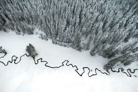 Aerial winter landscape of high pine trees and a little meandering stream.の写真素材