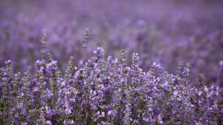 Agricultural field with ripe violet lavender crops before harvesting close up.の写真素材