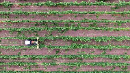 Aerial view of an agricultural machine, tractor working in a vineyard between the rows.の写真素材