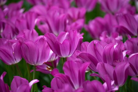Many purple crimson tulips in the garden close shot.の写真素材