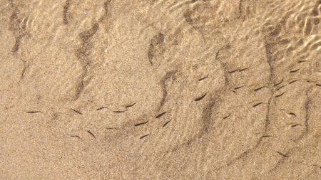 Small fishes swimming in shallow sea water over a sandy seabed