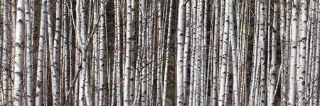 Many birches in the forest in a sunny spring day as background
