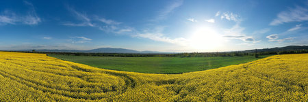 Aerial panorama landscape of rape rapeseed field in a late spring afternoon