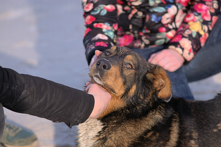 dog tenderness. the hands caressing a dog. dog tenderness. the hands caressing a dog.