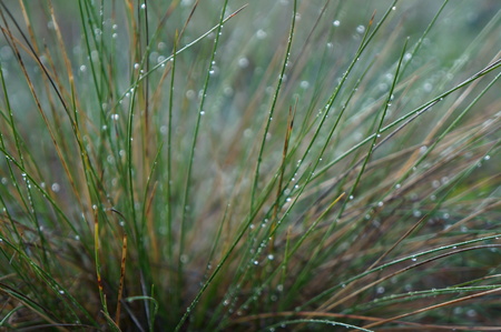 Transparent drops of rain on the green leaves of grass and trees