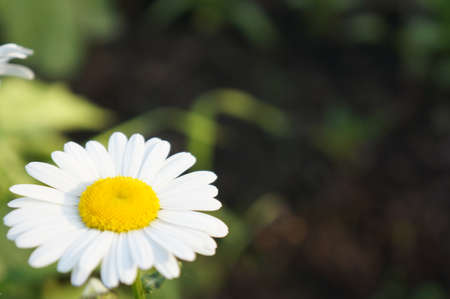 Chamomile in the sunの写真素材