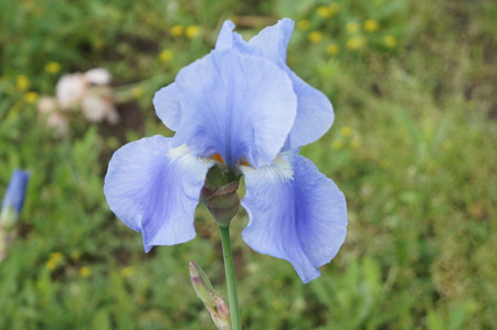 Multicolored iris flowers with beautiful bright delicate petals
