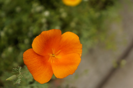 Bright flowers with multi-colored petals and green leavesの写真素材