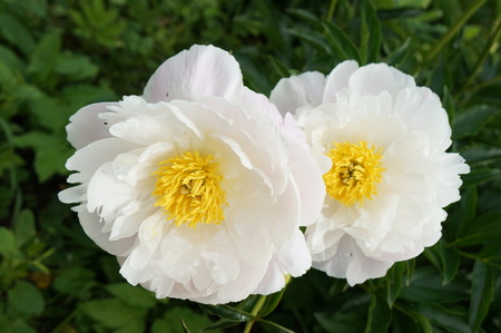 Gorgeous peony flower with transparent dew on gentle petalsの写真素材
