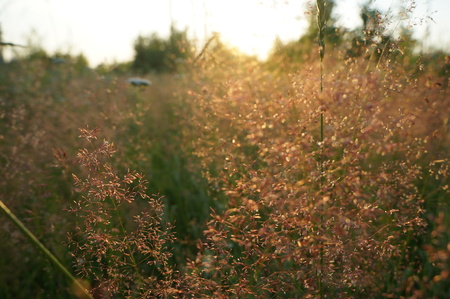Summer landscapeの写真素材